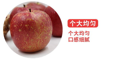 大涼山鹽源丑蘋果 冰糖心紅富士，應季脆甜新鮮直達