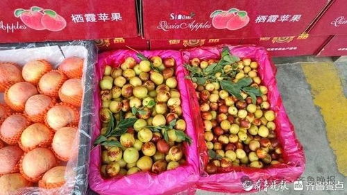 冬棗變“夏棗”？反季上市價高銷量漲，25元一斤仍受熱捧