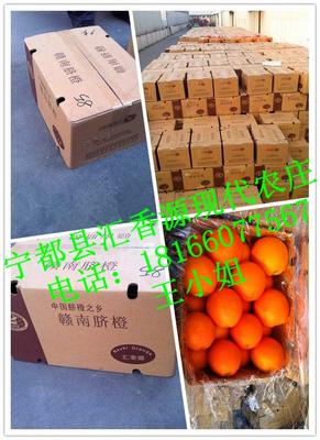 秋冬之選 贛南臍橙如何兼顧滋味與品質？